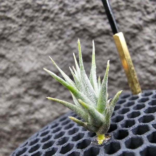 迷你樹猴胖男孩 × 雨林蘿莉(稀)/Tillandsia streptocarpa 'fat boy' × loliacea(RFI) 