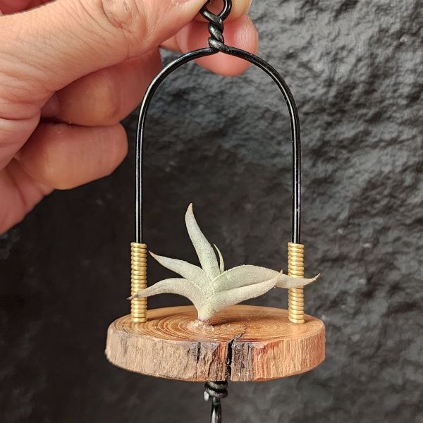 特內布拉(甜不辣)/Tillandsia Tenebra 
