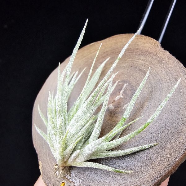 New~小矮人精靈×雞爪(精靈爪?)/Tillandsia ionantha Enano(Tropiflora) × glabrior~熱帶'小矮人精靈'與銀葉質感的'雞爪'交種，有點奇葩XD~叢生滿美、毛毛的~ 
