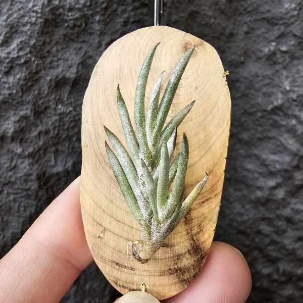 歐洲卡畢/Tillandsia capillaris(Europe) 