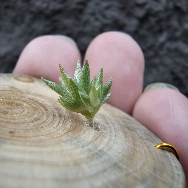 布雷爾(實生)/Tillandsia brealitoensis seedling 