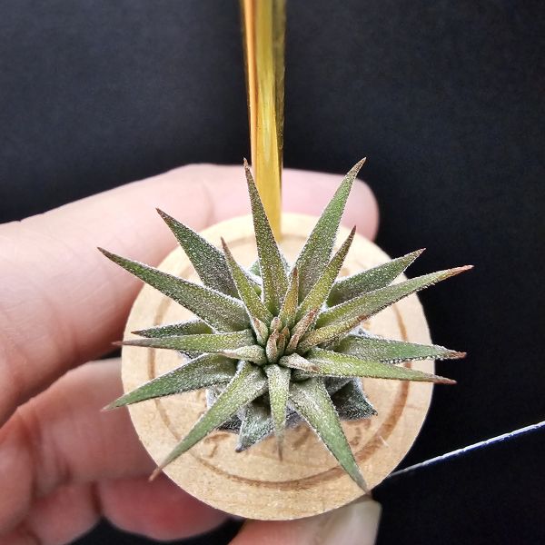 小精靈V.多國花/Tillandsia ionantha v. stricta~圖四母株參考，成株為密集細硬葉的表現表現，光照穩定會顯暗紅色！ 