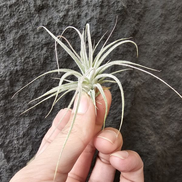 TY×BC/T. Ty(ehlersiana x bulbosa)× Bea Correale 