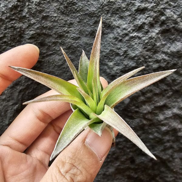 艾瑞克-紅色型/Tillandsia Eric Knobloch Red 