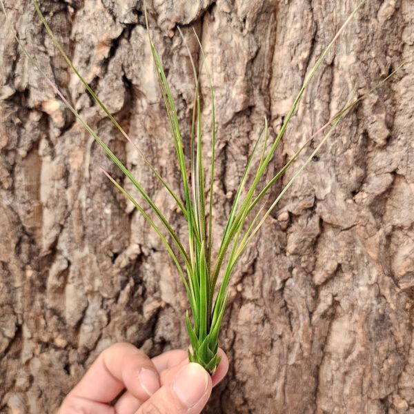 羊茅/Tillandsia Festucoides 