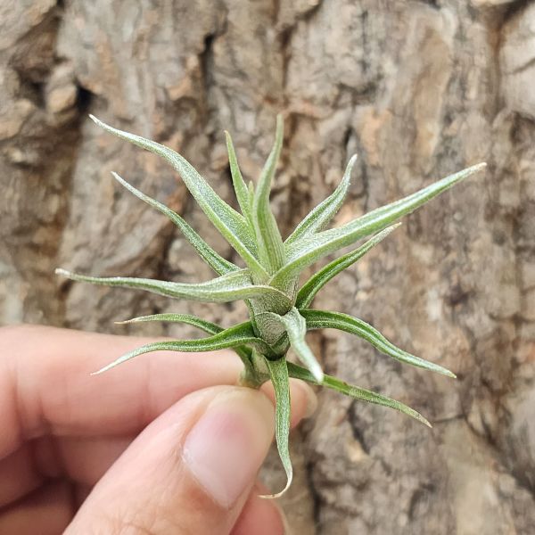 白水晶/Tillandsia Diaguitensis 