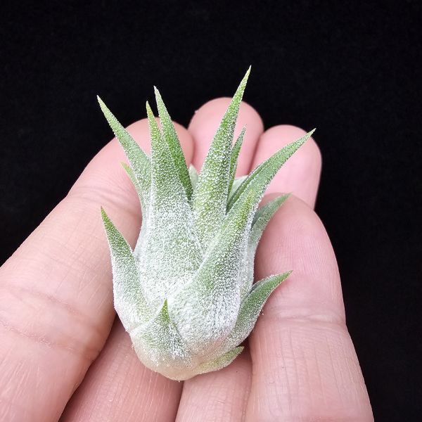 New~小精靈V.多國花(雨林) × 長莖/Tillandsia ionantha v. stricta(RFI) × ionantha v. van-hyningii~有葫身、厚實質感毛，圖四為成株參照。 