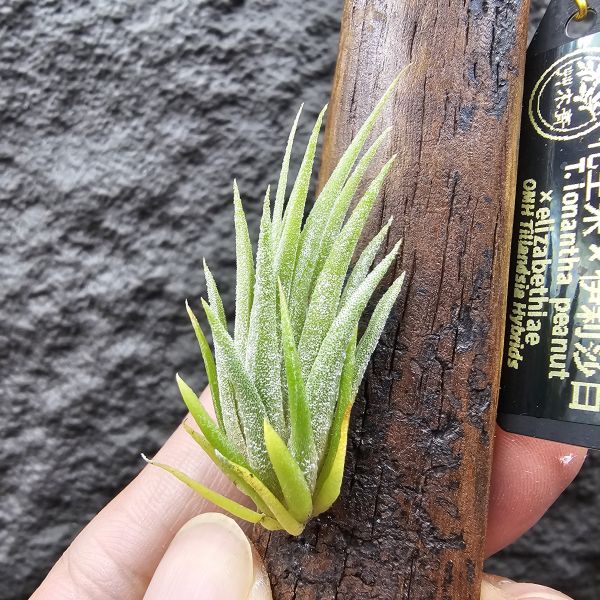 花生米×伊莉莎白(上木材，黃連木)/Tillandsia ionantha peanut × elizabethiae 