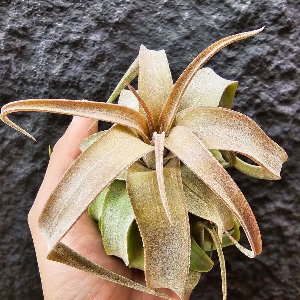 電捲燙-顯紅很美/Tillandsia Streptophylla 