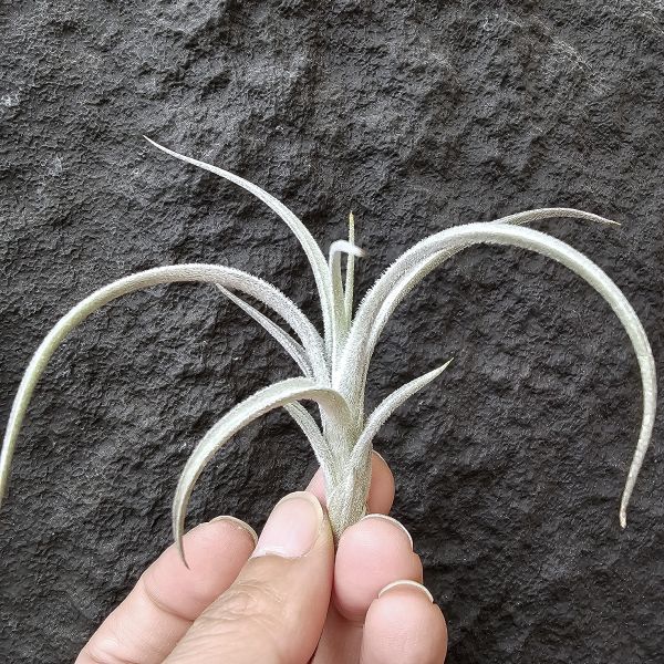歐洲眉刷/Tillandsia cardenasii(Europe) 