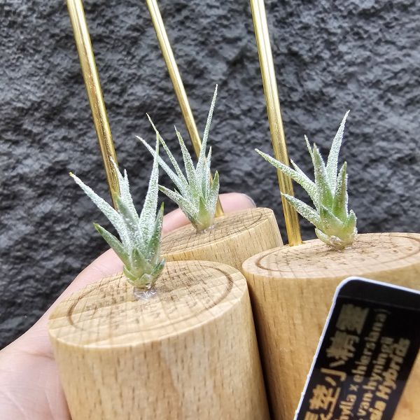 Joy×長莖小精靈(不挑株)/Tillandsia Joy(streptophylla × ehlersiana)× ionantha v. van-hyningii 