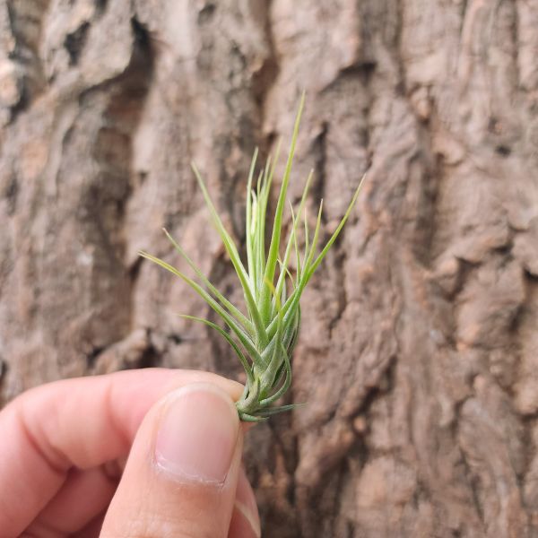 帕多伊-白花/Tillandsia Pardoi 