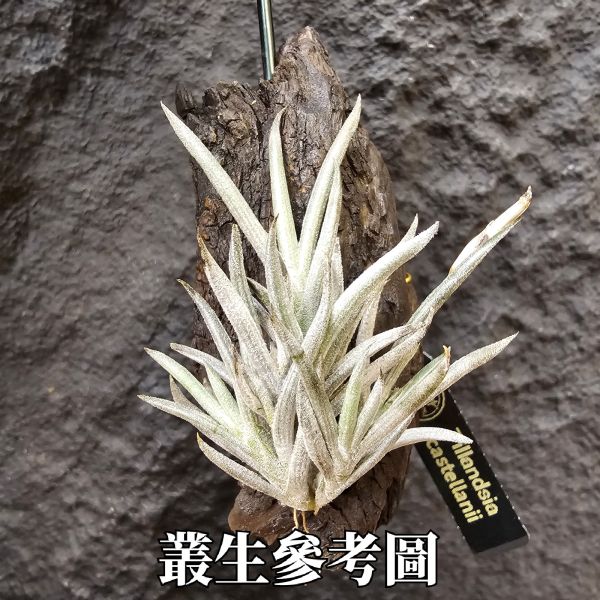 卡斯塔拉米(成株尺寸)/Tillandsia castellanii(Argentina)~阿根廷原生種，黃色瓣狀花，圖四可參考叢生型態 