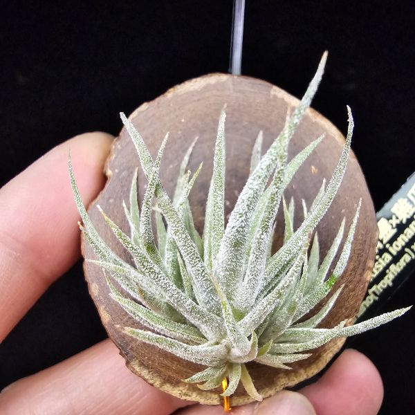 New~小矮人精靈×雞爪(精靈爪?)/Tillandsia ionantha Enano(Tropiflora) × glabrior~熱帶'小矮人精靈'與銀葉質感的'雞爪'交種，有點奇葩XD~叢生滿美、毛毛的~ 