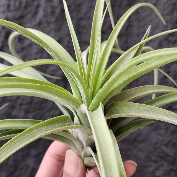 電捲燙×滷肉/Tillandsia Streptophylla × Novakii 