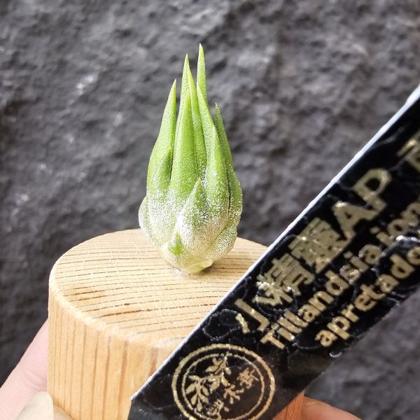 雨林AP小精靈/Tillandsia ionantha Apretado (RFI) 