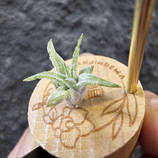 蜜桃小精靈紫花(斑)隨成長斑紋會逐漸明顯/Tillandsia ionantha Peach 