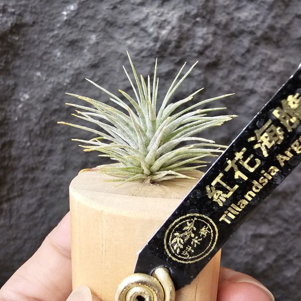 紅花海膽/Tillandsia Argentea 