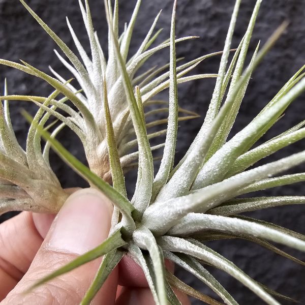 變異狐尾×長莖(不挑株)/Tillandsia funckiana var. recurvifolia × ionantha v. van-hyningii(CYC#476) 