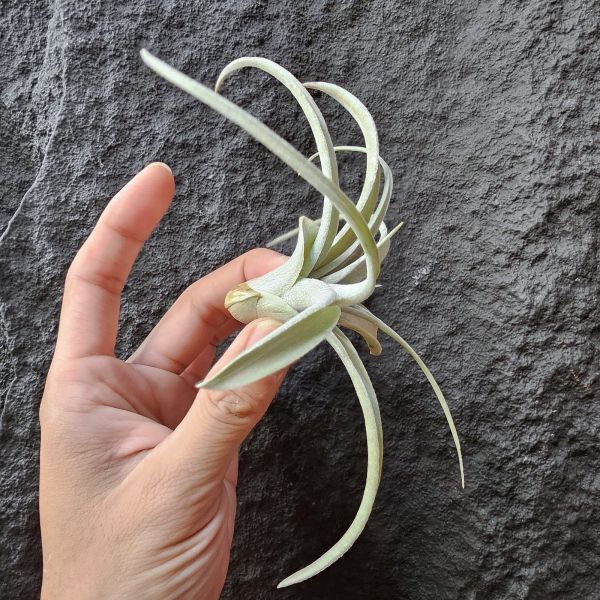 翼龍/Tillandsia Wight Dragon(exserta × chiapensis) 