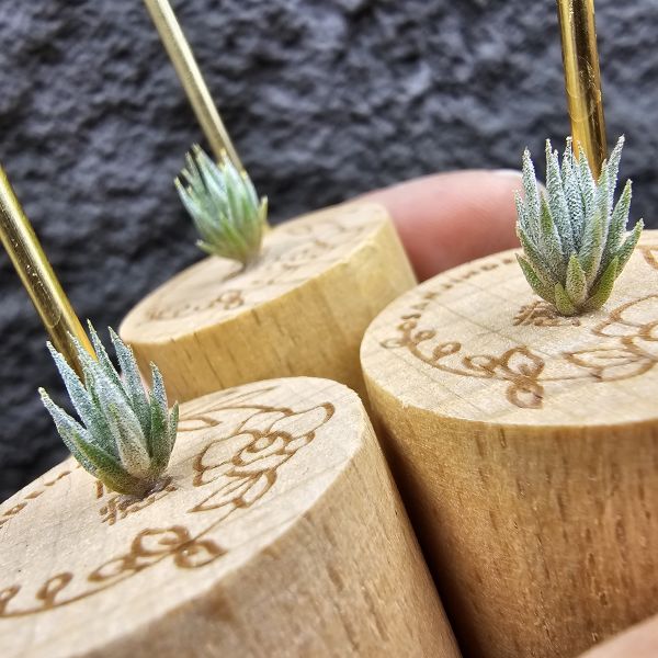 初戀 × 德K榛(B型)S尺寸不挑株/Tillandsia arequitae ×  ionantha haselnuss clone B 