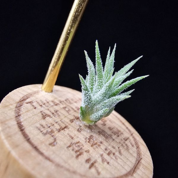 二筒小精靈/Tillandsia Two tone(RFI) 