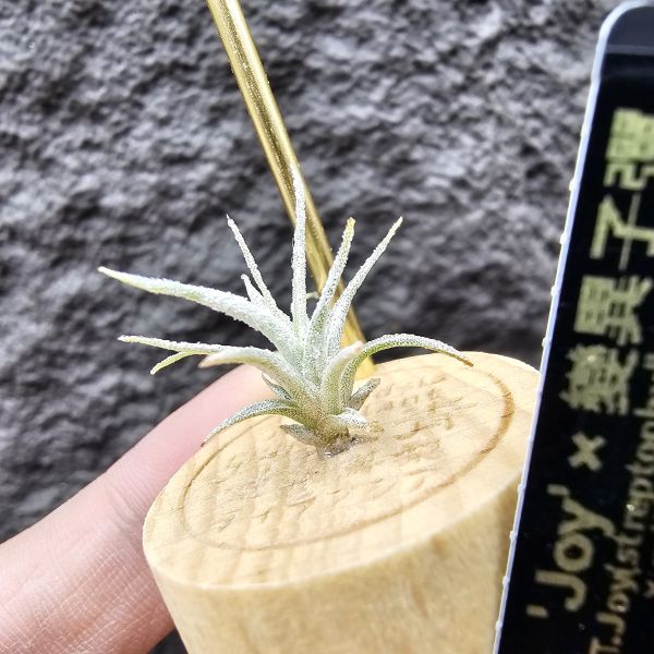 Joy×變異子彈(毛毛的)/Tillandsia Joy(streptophylla × ehlersiana) × mitlaensis v. Tulensis 