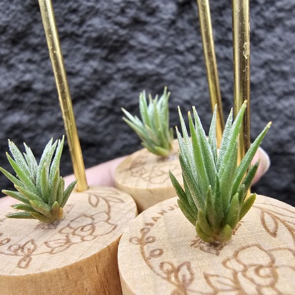 初戀 × 德K榛(A型)M尺寸不挑株/Tillandsia arequitae × ionantha haselnuss clone A 
