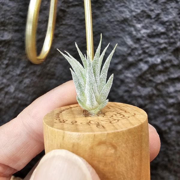 香檳×蜜桃小精靈(白花)/Tillandsia chiapensis × ionantha peach~雖成長會有香檳的顯色感 