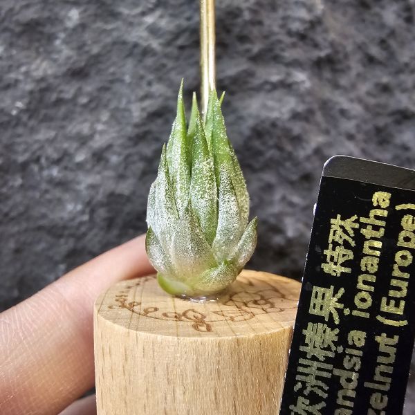 歐洲榛果(特殊)/Tillandsia ionantha Hazelnut (Europe)先前上架一掃而空的特殊個體，實際相較與一般的歐洲榛果有明顯差異，成株會更有肉感也大型些！早期由歐洲取得單一母株栽培的後代植株！ 