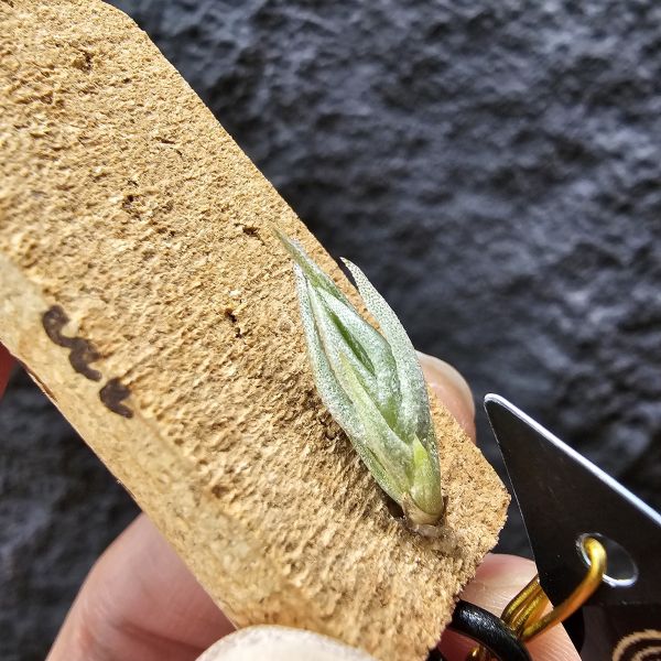 burle-marxii/Tillandsia burle-marxii 