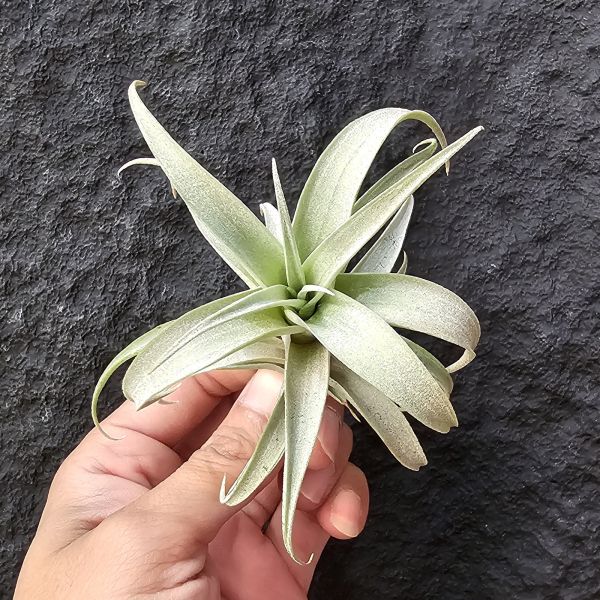 玫瑰/Tillandsia Roseoscapa 