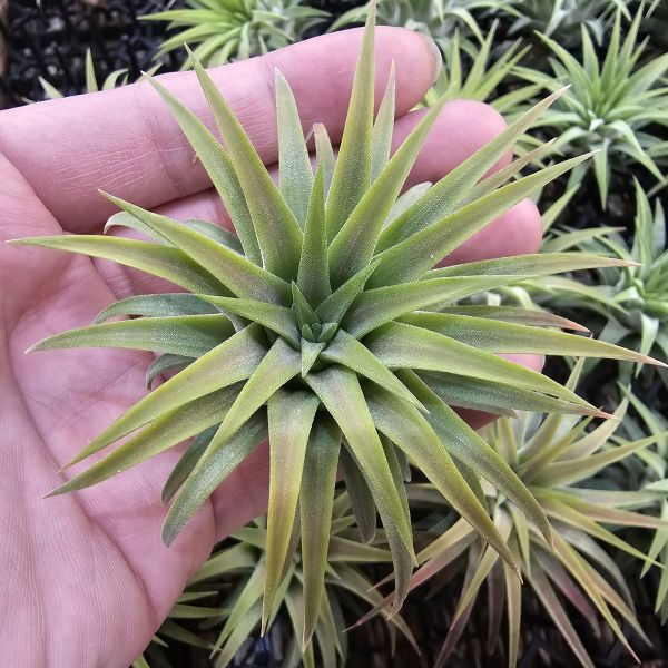 厄瓜多小精靈(選拔)不挑株都很美！/Tillandsia ionantha Ecuador~葉片較厚實 