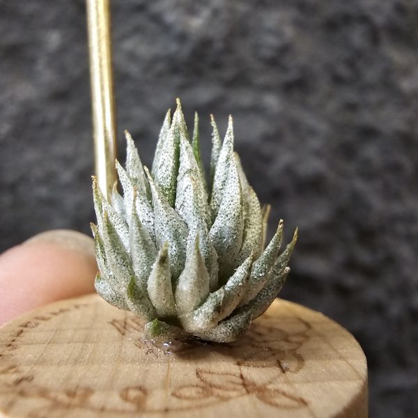 歐洲榛果(特殊)/Tillandsia ionantha Hazelnut (Europe)先前上架一掃而空的特殊個體，實際相較與一般的歐洲榛果有明顯差異，成株會更有肉感也大型些！早期由歐洲取得單一母株栽培的後代植株！ 