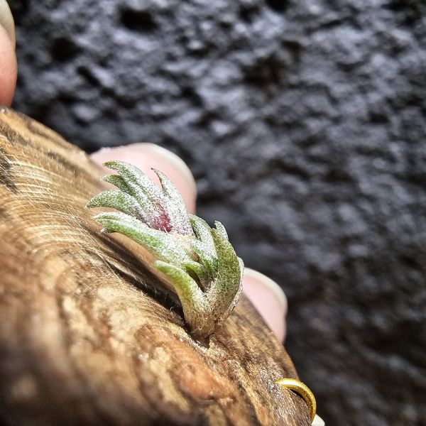 Muhriae~法國原生種/Tillandsia Muhriae(Europe) 