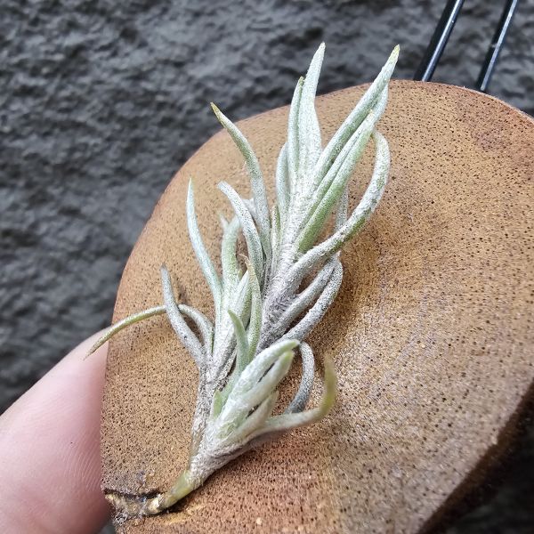 阿根廷卡畢/Tillandsia capillaris(Argentina) 