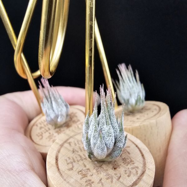 雨林AP早期較細葉/Tillandsia ionantha Apretado(RFI) 