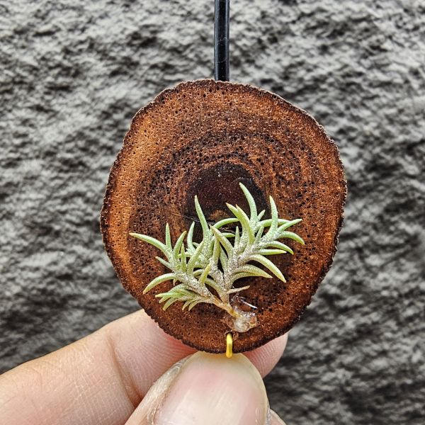 Tillandsia capillaris lottes 