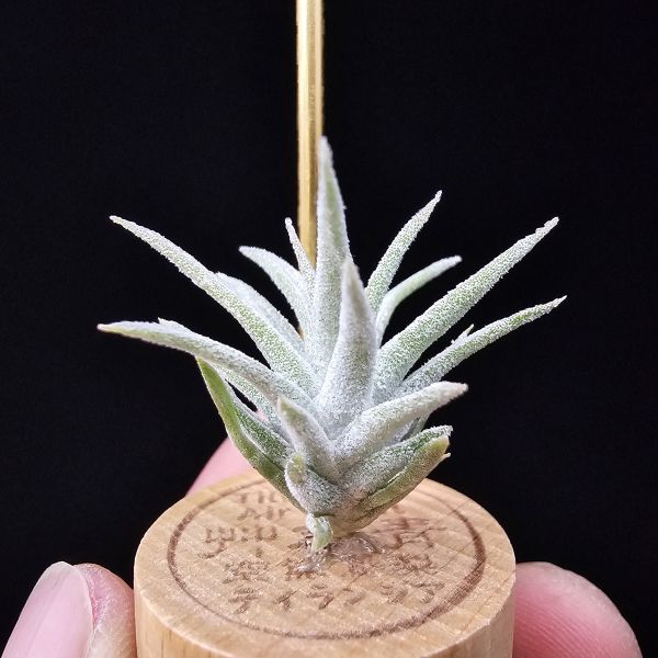 香檳巨大×長莖minor/Tillandsia chiapensis giant × ionantha van. minor form 