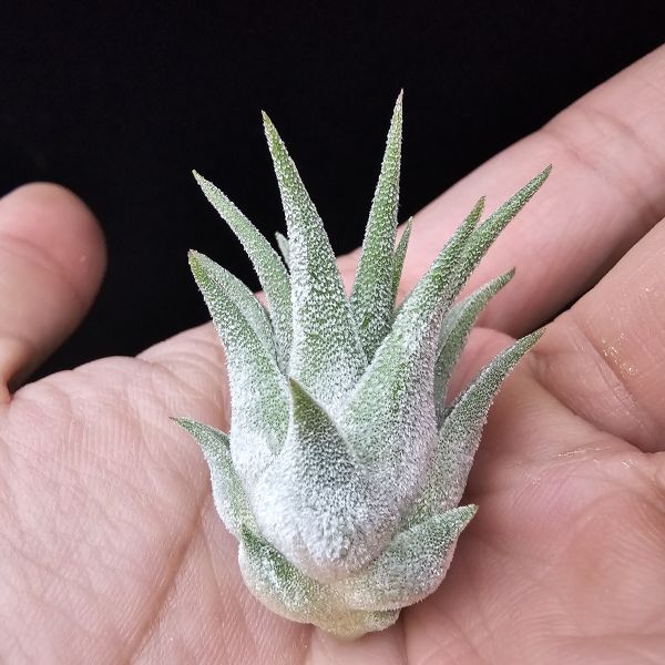 New~小精靈V.多國花(雨林) × 長莖/Tillandsia ionantha v. stricta(RFI) × ionantha v. van-hyningii~有葫身、厚實質感毛，圖四為成株參照。 
