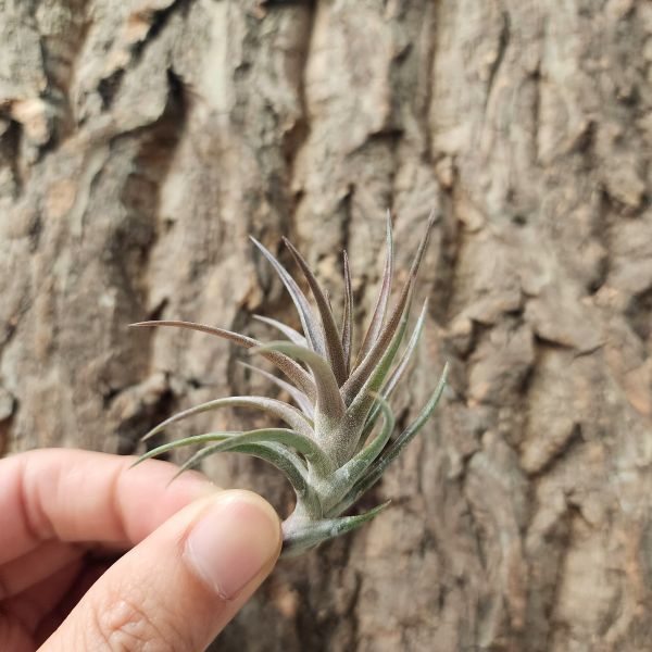 瓊斯/Tillandsia Jonesii 