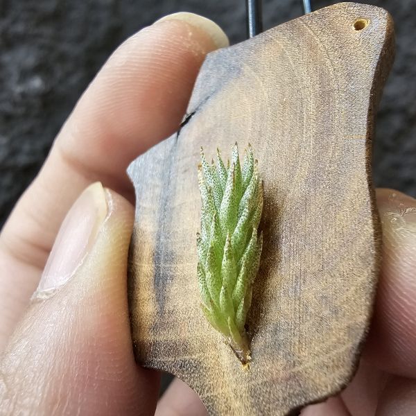 彈頭SP.-野採/Tillandsia pedicellata SP. (Argentina) 