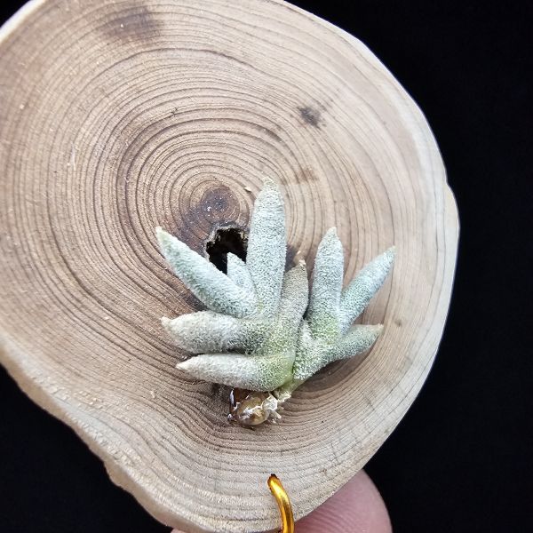 卡畢拉瑞斯(玫瑰)Tillandsia capillaris Rose Flower 