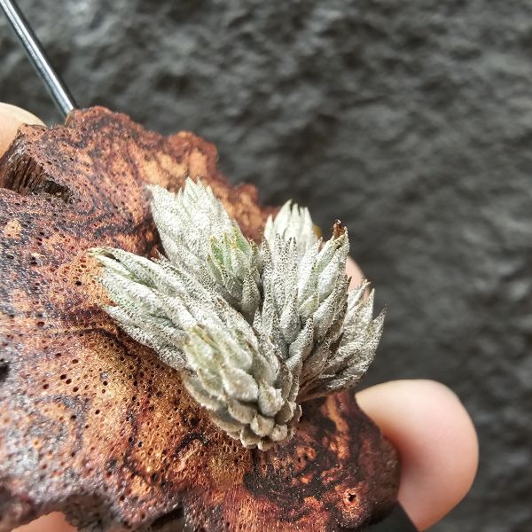 彈頭/Tillandsia pedicellata(Argentina)~商店所販售彈頭品項~皆為嚴格挑選植株、無枯萎品項！ 