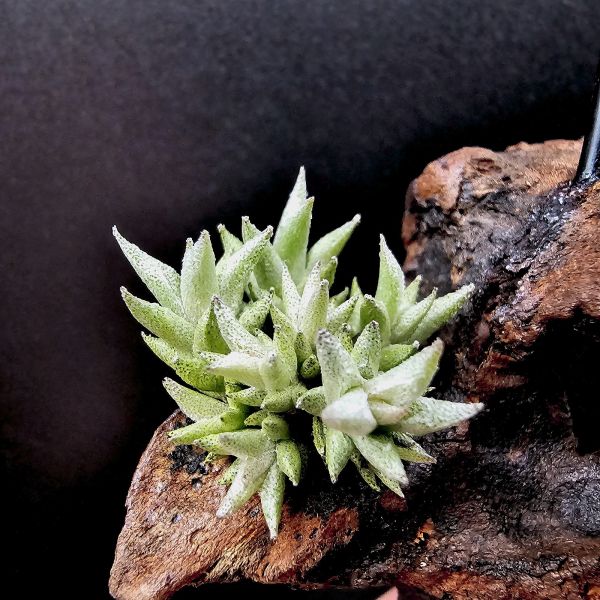 布雷爾利托西斯(9芽叢生+老闆的手作愛心)/Tillandsia brealitoensis 
