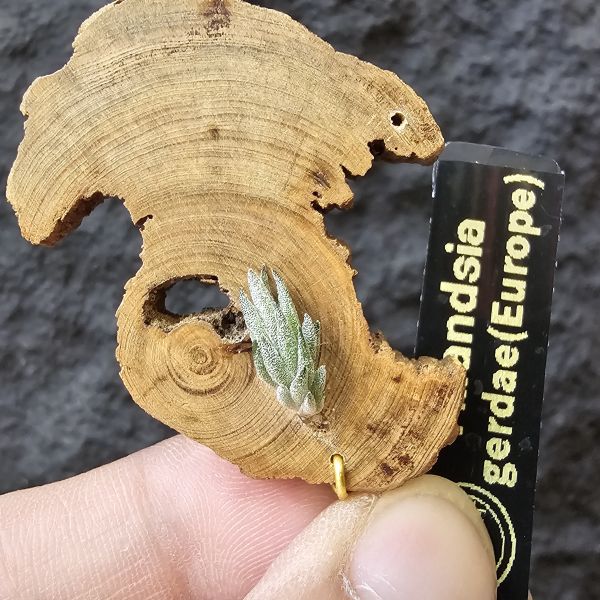 gerdae~玻利維亞小型特有種(紫色瓣狀花)/Tillandsia gerdae 