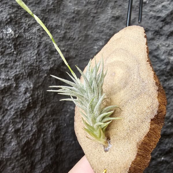 草皮變異・捷克(成株)/Tillandsia tricholepis var. macrophylla(CZ) 