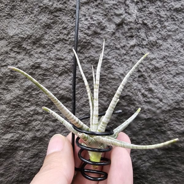 老虎(稀)/Tillandsia Holm's Tiger~台灣沒幾隻的老虎~有點葉傷特價，這價格很優惠！花時間養漂亮~ 