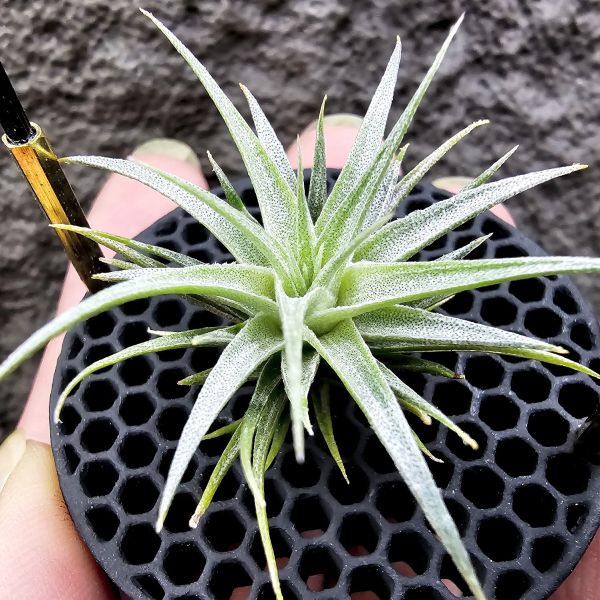 國際薄變×K燒~很美的交種、尺寸不小了/Tillandsia gardneri var. rupicola(TI) × kautskyi 