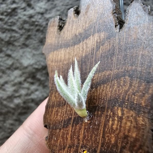 毛腸(小型)/Tillandsia Santiagoensis~較一般毛腸小型的個體，圖五參考母株 